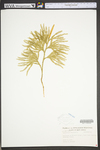 Lycopodium dendroideum