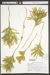 Lycopodium obscurum