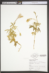 Lycopodium digitatum
