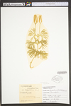 Lycopodium digitatum