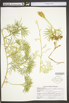 Lycopodium digitatum