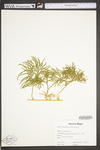 Lycopodium digitatum