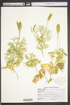 Lycopodium digitatum