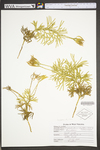 Lycopodium digitatum