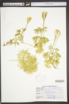 Lycopodium digitatum
