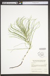Lycopodium digitatum