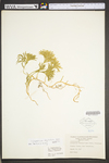 Lycopodium digitatum