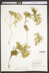 Lycopodium digitatum