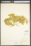 Lycopodium digitatum