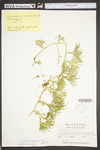 Lycopodium digitatum