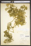Lycopodium digitatum
