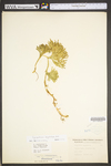 Lycopodium digitatum