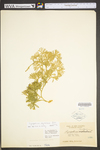 Lycopodium digitatum