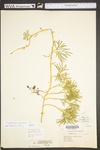 Lycopodium digitatum