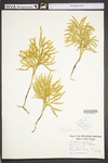 Lycopodium dendroideum