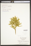 Lycopodium dendroideum