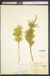 Lycopodium dendroideum