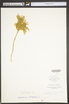 Lycopodium dendroideum