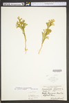 Lycopodium dendroideum