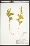 Lycopodium dendroideum