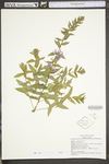 Lythrum salicaria