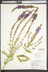 Lythrum salicaria