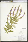 Lythrum salicaria