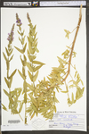 Lythrum salicaria