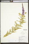 Lythrum salicaria