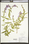 Lythrum salicaria