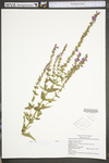 Lythrum salicaria