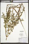 Lythrum salicaria