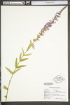 Lythrum salicaria