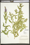 Lythrum salicaria