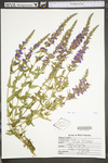 Lythrum salicaria