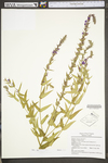 Lythrum salicaria