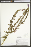 Lythrum salicaria