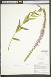 Lythrum salicaria