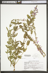 Lythrum salicaria