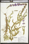 Lythrum salicaria