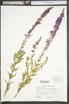 Lythrum salicaria