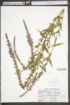 Lythrum salicaria