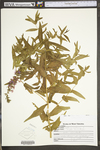 Lythrum salicaria