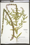 Lythrum salicaria