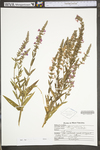 Lythrum salicaria