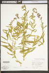 Lythrum salicaria