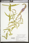 Lythrum salicaria