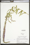 Lythrum salicaria