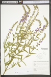 Lythrum salicaria