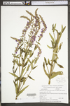 Lythrum salicaria